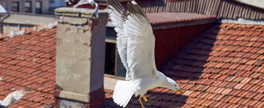 Residential Chimney Animal Removal Solution in Easthampton, MA